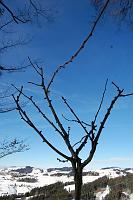  20. Februar 2010 - hoffentlich werden die Knospen gut treiben